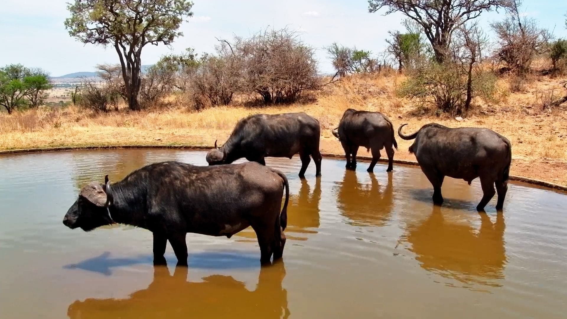 Buffalo at a waterhole