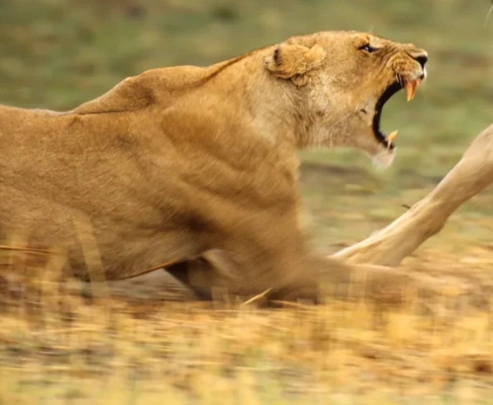 A lioness calling