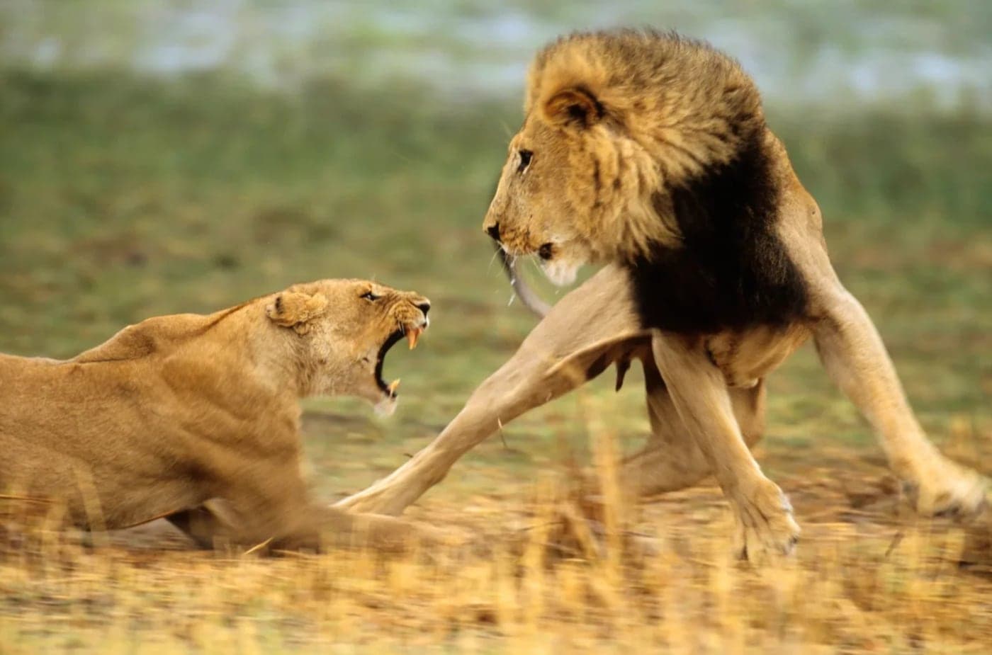 Lions in the grass