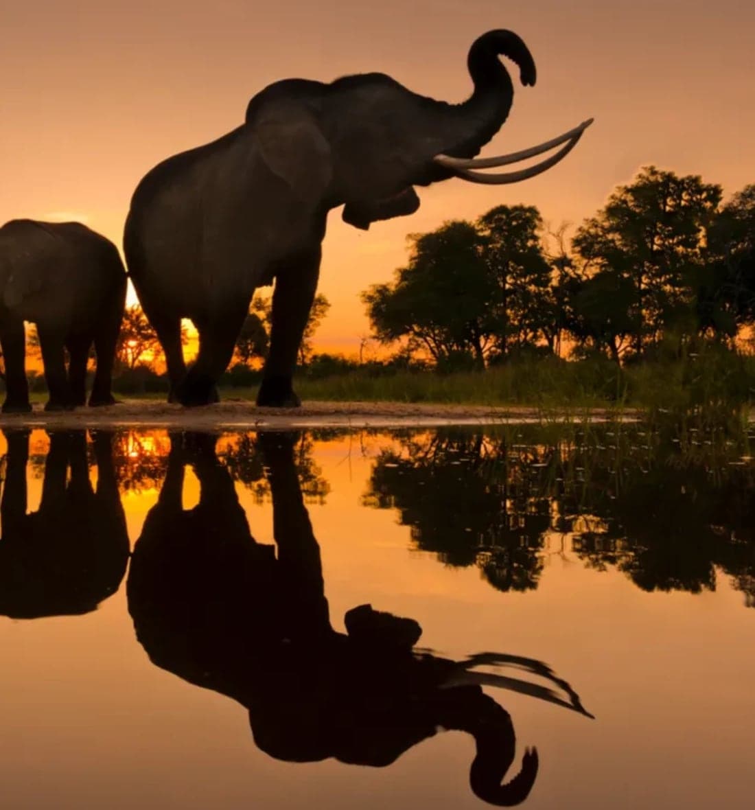 An elephant herd at sunset