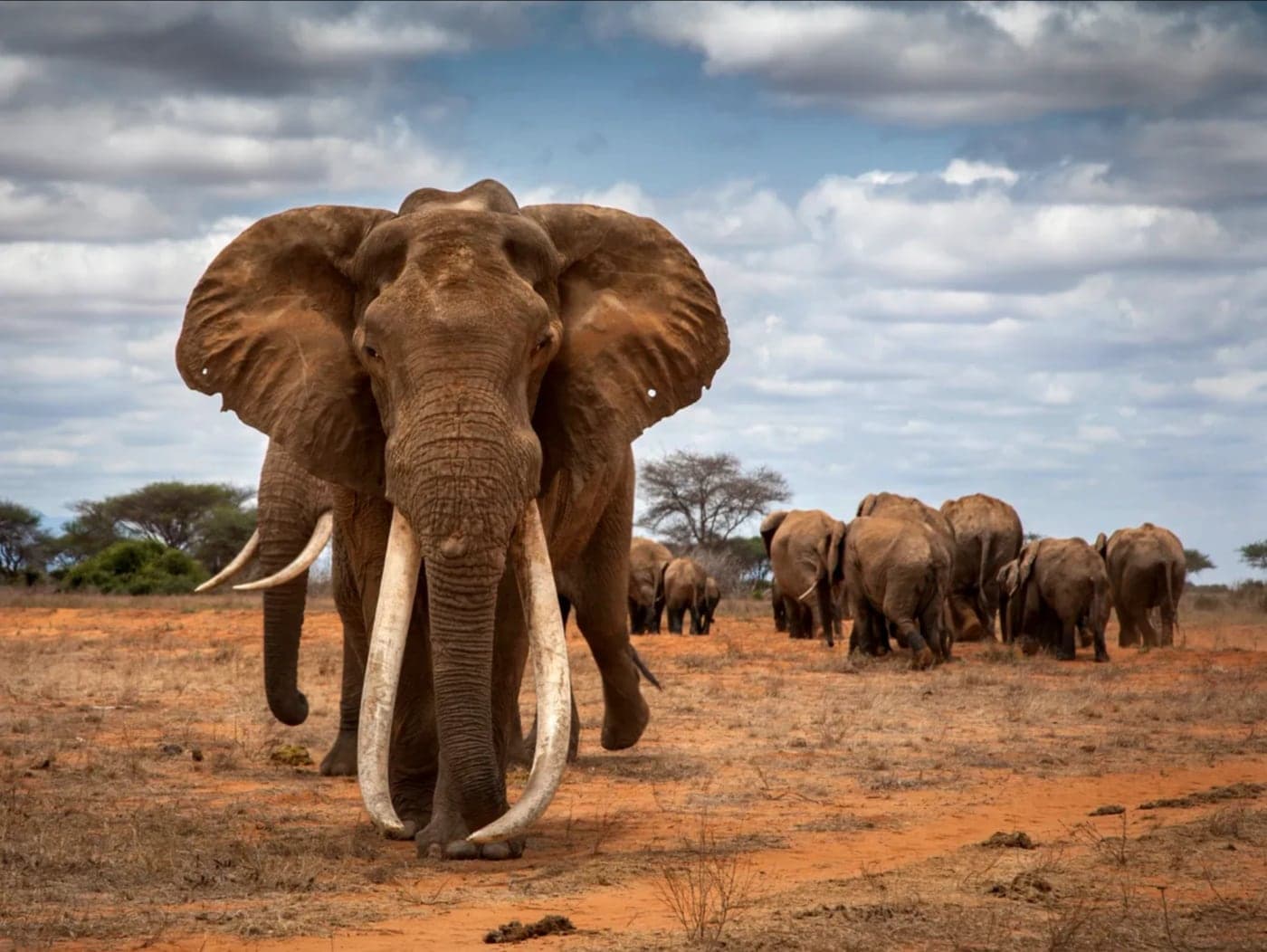 A tusker elephant walking ahead of its herd