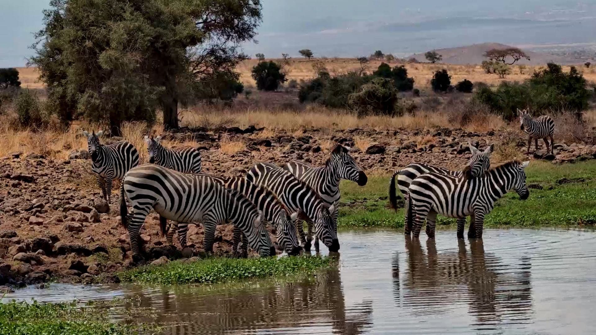 Africam's Wild Moments on a desktop screen