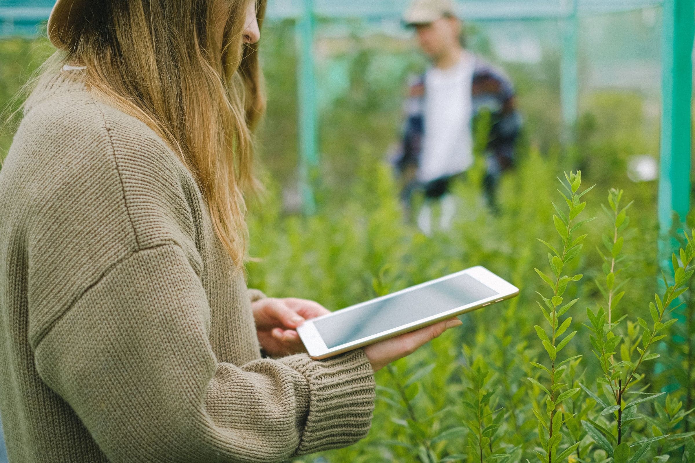 A tablet in hand between rows of seedlings