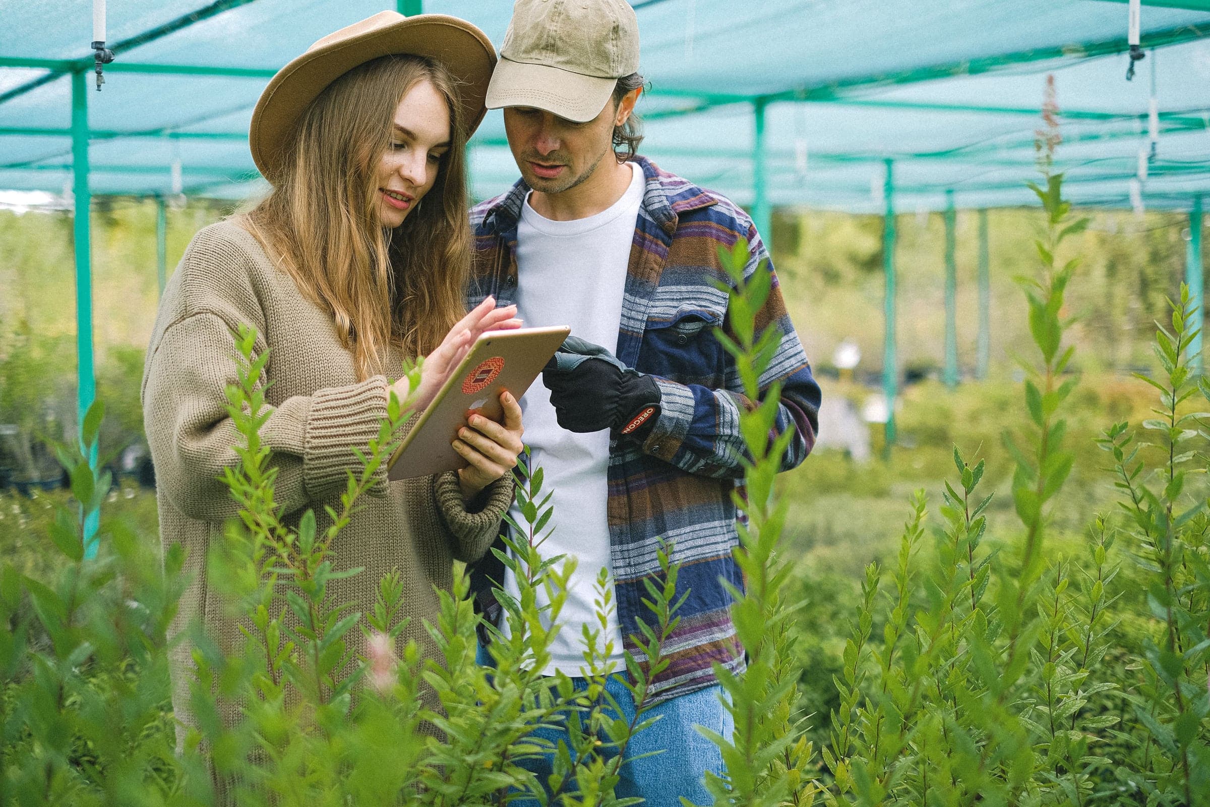 Two growers checking records on a tablet among the crops